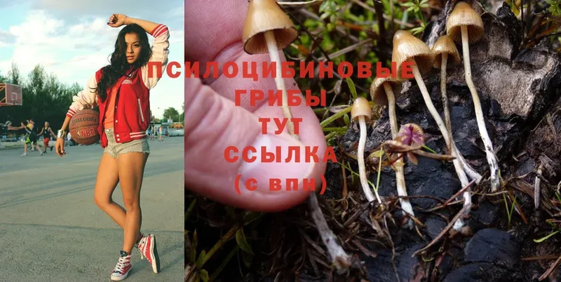 Псилоцибиновые грибы Psilocybine cubensis  что такое наркотик  Кинешма 